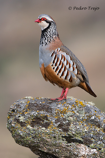 Perdiz roja o común (Alectoris rufa)